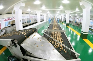 金正恩視察平壤食品工廠，創新設備彰顯國家實力與自豪